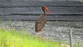 black-stork-at-Kerkini