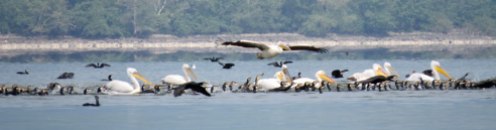pelican-banner-flying