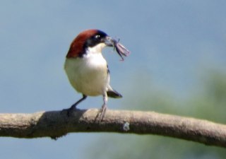 shrike-with-lunch